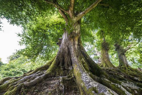 Large tree with sprawling roots and green canopy in a sunlit forest clearing