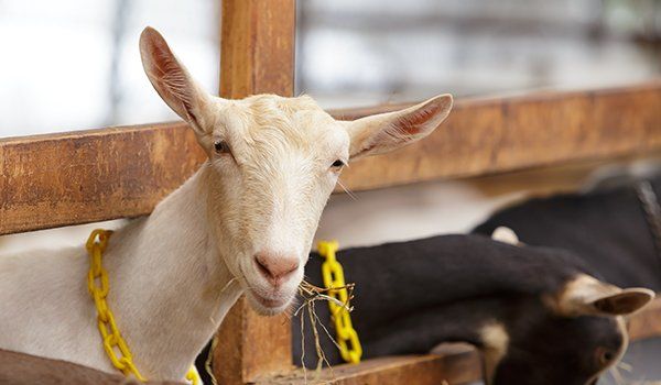 Goat-based products