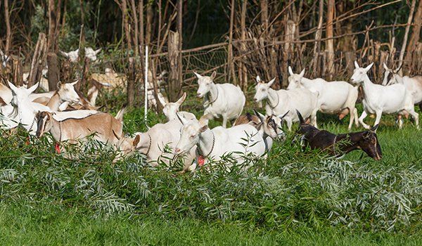 Goat-based products