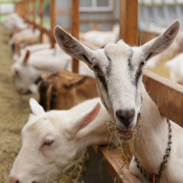 Goat-based products