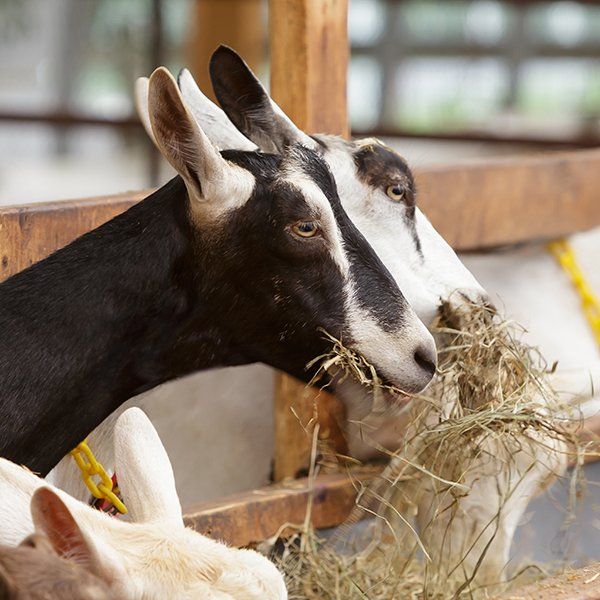 Goat-based products