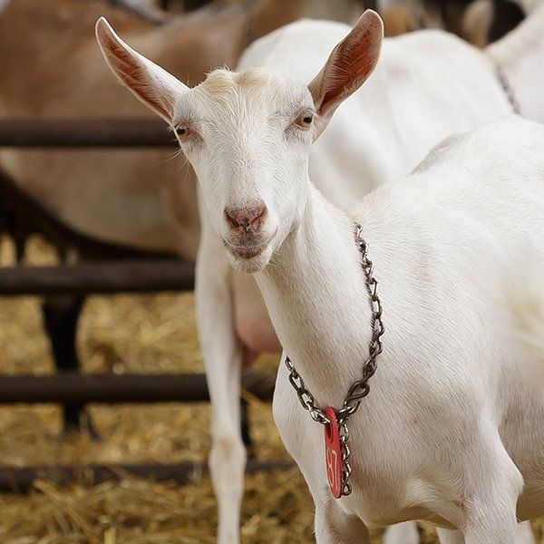 Goat-based products