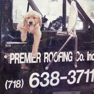 A puppy is sticking its head out of the door of a premier roofing co. truck