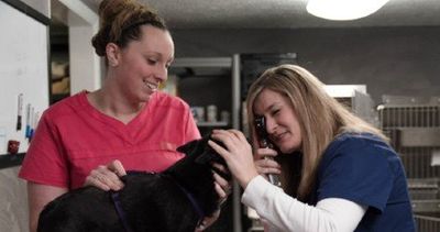 Center Grove Animal Clinic Pet Care Greenwood In