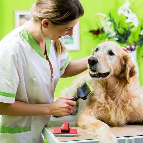 Woman grooming a golden retriever on a table with a brush, in a green-walled room with flowers.