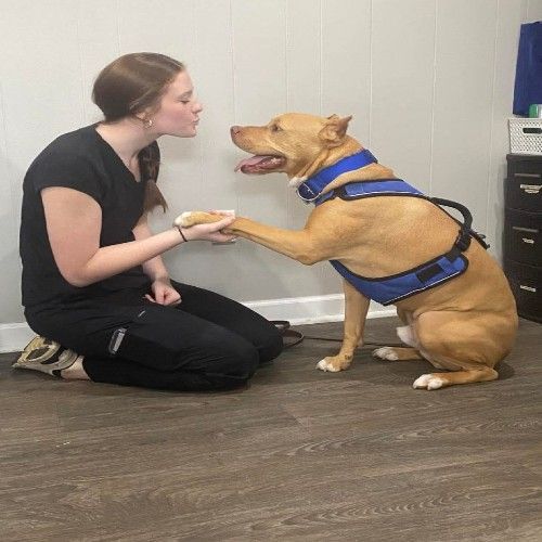 Woman kneels beside a tan dog in a blue harness, gently holding its paw indoors.