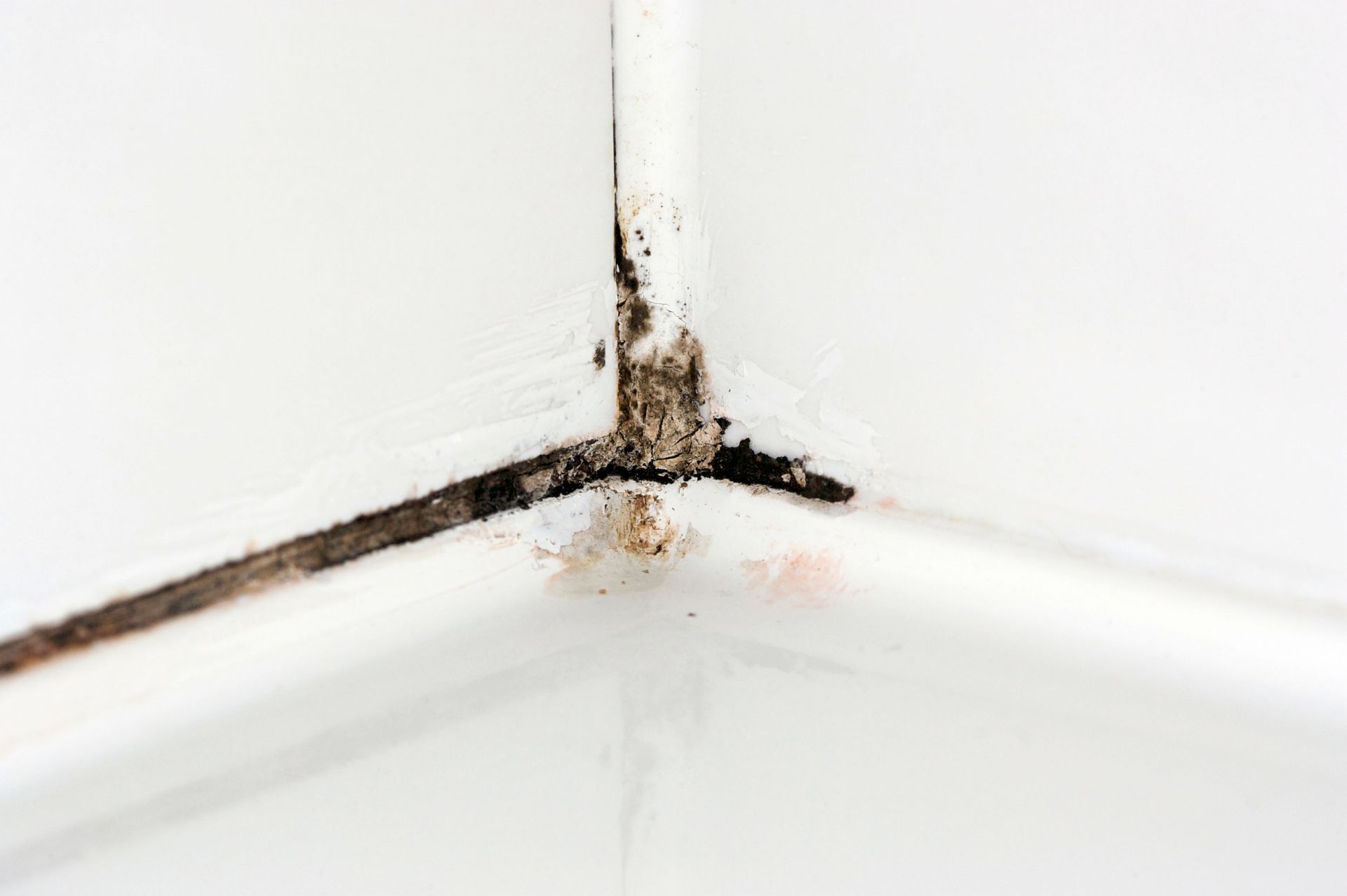 mold remediation