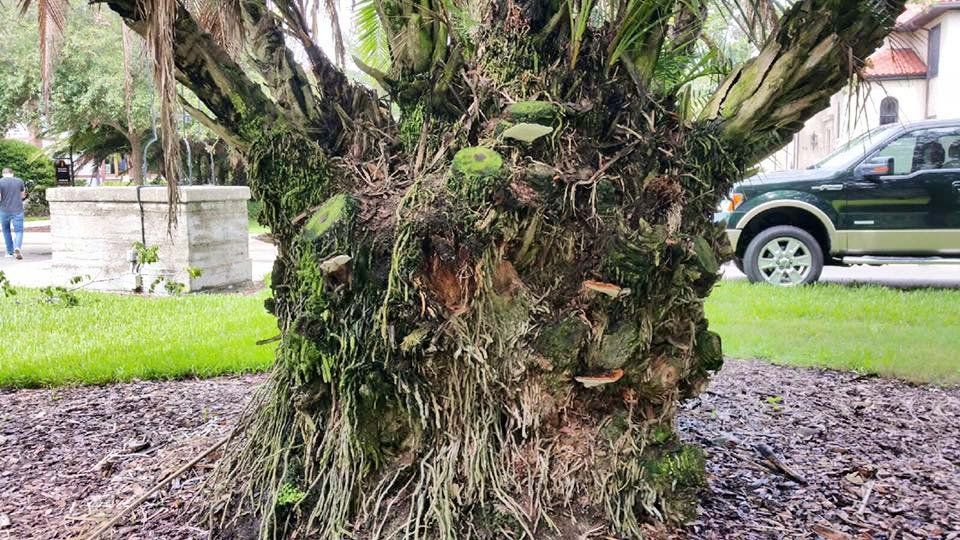 Tree Disease Diagnosis