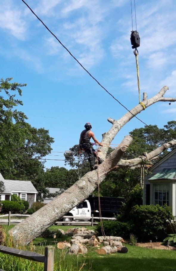 Tree removal