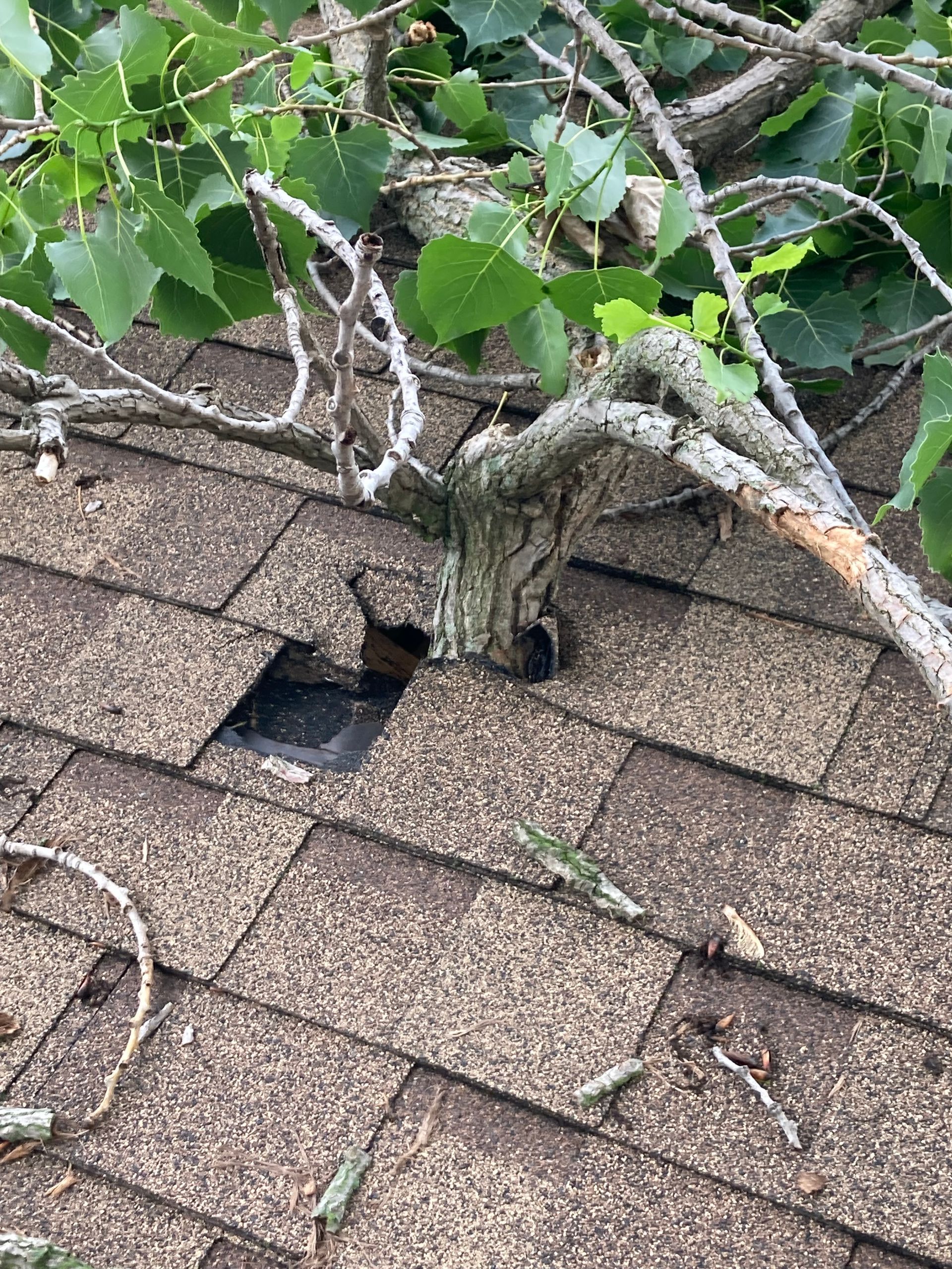 Tree branch growing through a damaged roof, causing a hole in the shingles.