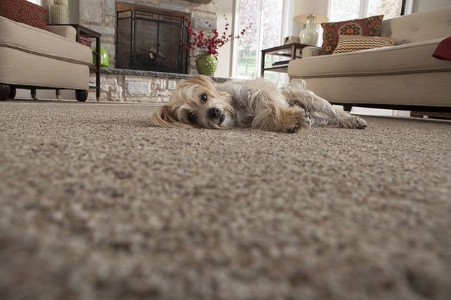 carpet with dog