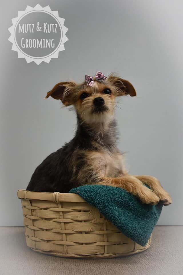 a small dog is sitting in a basket with a towel on it