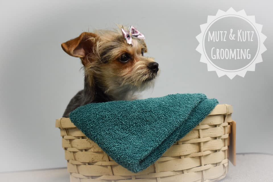 a small dog is sitting in a basket with a towel