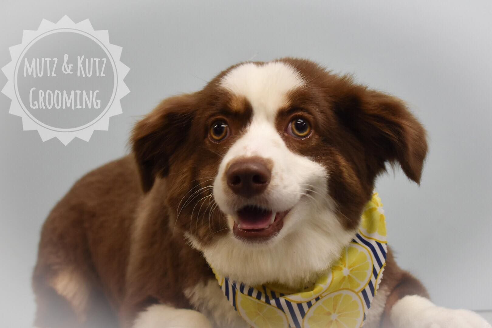 a brown and white dog wearing a yellow bandana is laying down and smiling