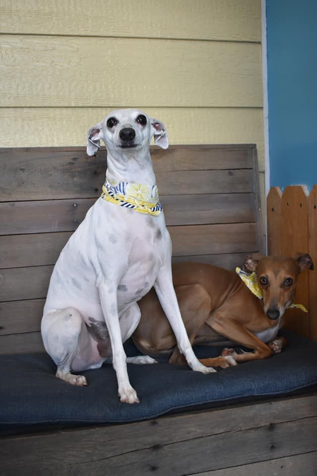 two dogs are sitting on a wooden bench