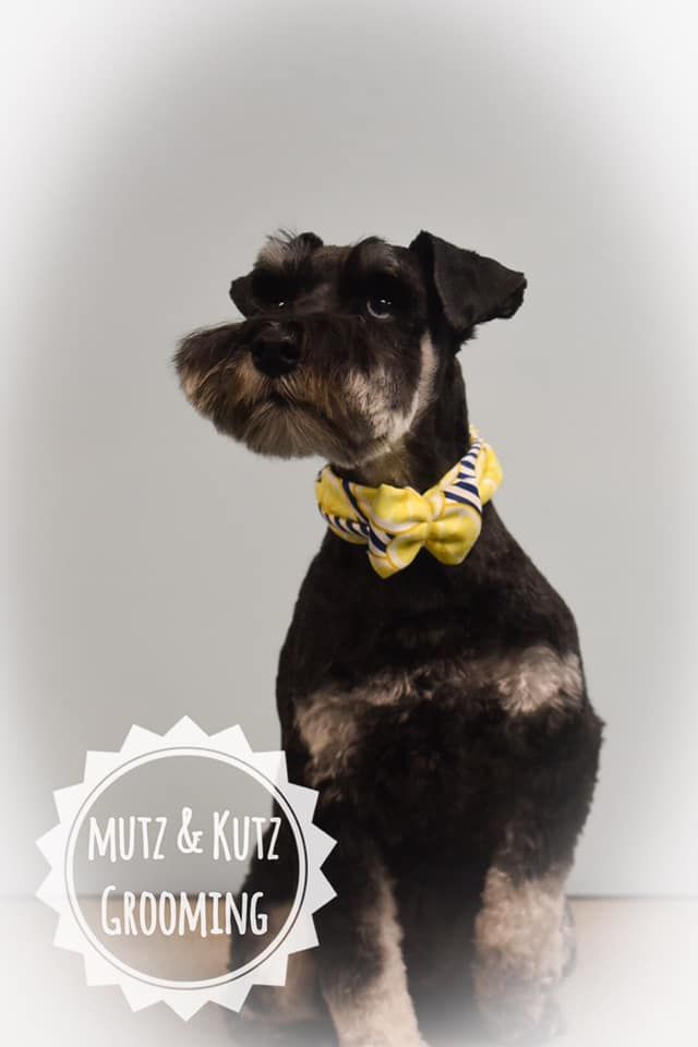 a small black dog wearing a yellow bow tie