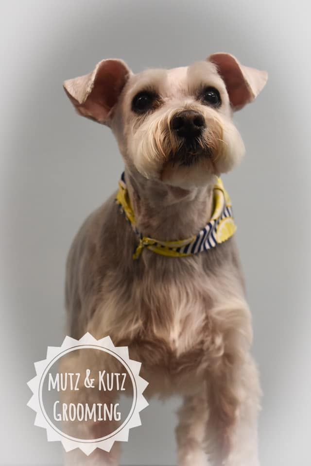 a small dog wearing a yellow scarf is standing in front of a sign that says mutz & kutz grooming