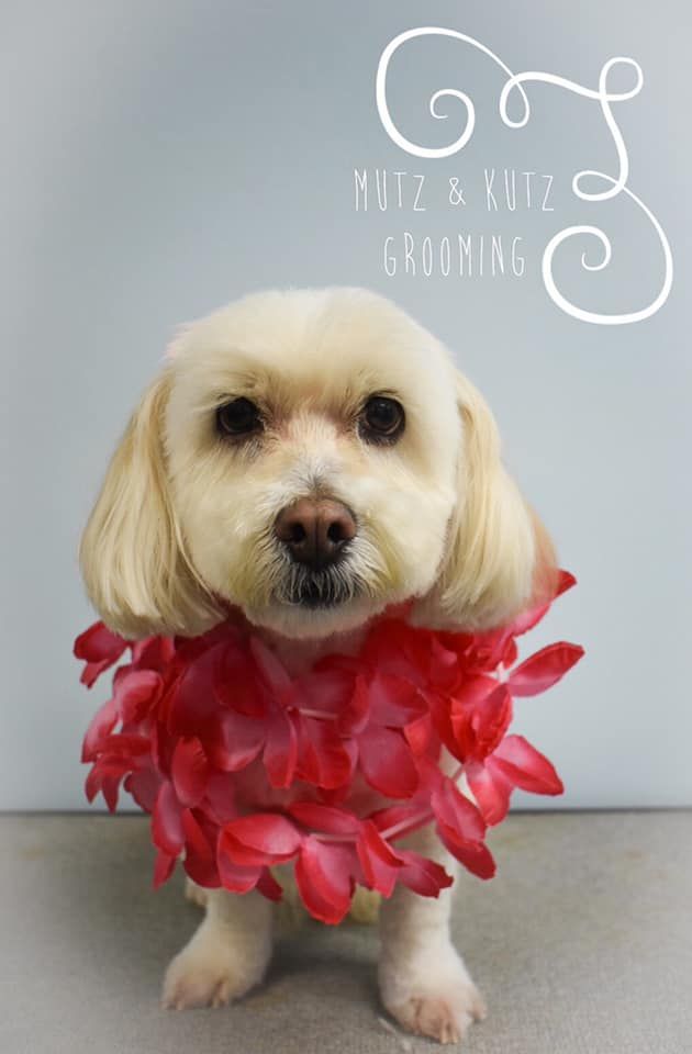 a small dog wearing a red lei around its neck