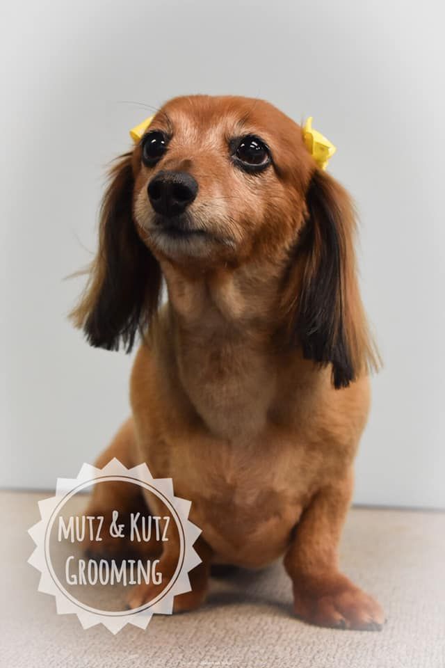 a brown dog with a yellow flower in its ear is sitting in front of a sign that says mutt & kutz grooming