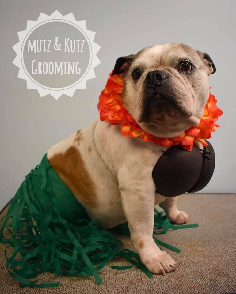 a bulldog wearing a hula skirt and lei is sitting on the floor
