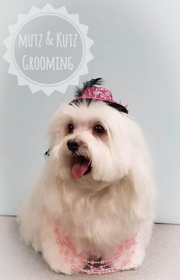 a small white dog wearing a pink hat and a pink necklace