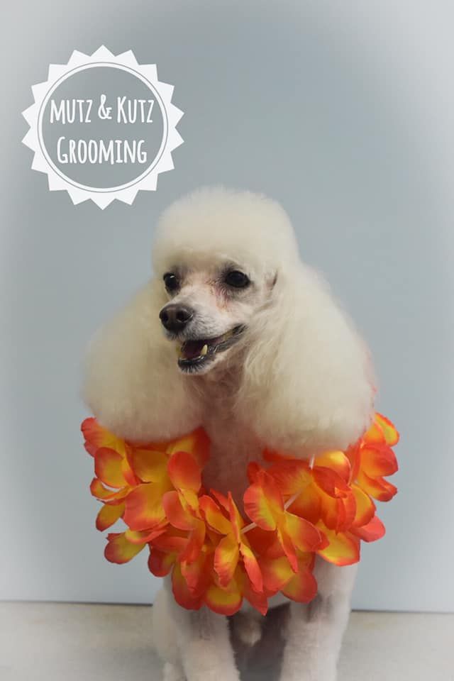 a white poodle is wearing a hawaiian lei around its neck