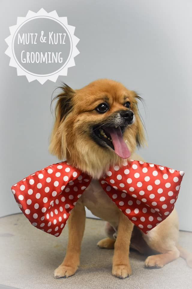a small dog wearing a red and white polka dot cape
