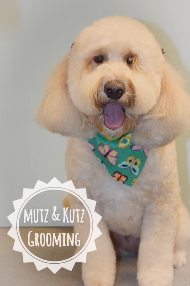 a dog with a bandana around its neck is sitting in front of a sign that says mutz & kutz grooming