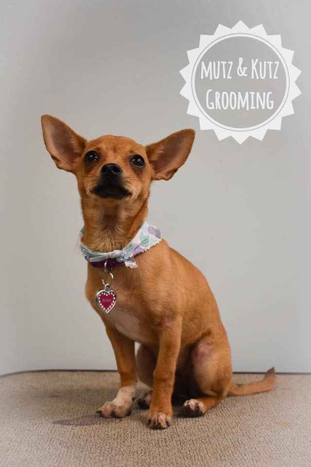 a small brown dog wearing a bandana is sitting on the floor