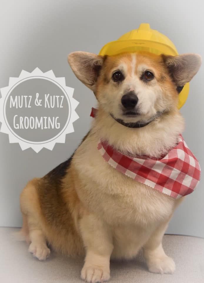 a dog wearing a yellow hard hat and a red and white checkered bandana from mutz & kutz grooming