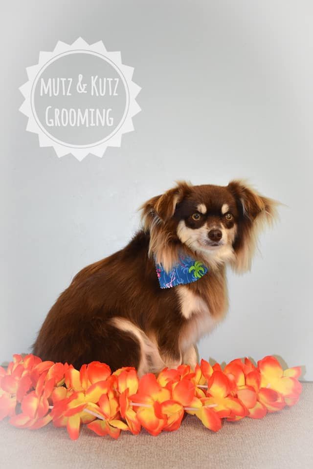 a small brown dog is sitting next to a lei of flowers