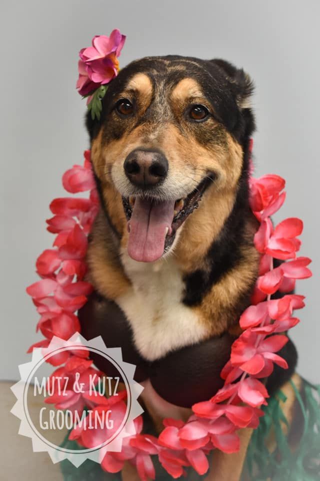 a dog wearing a lei and a flower in its hair