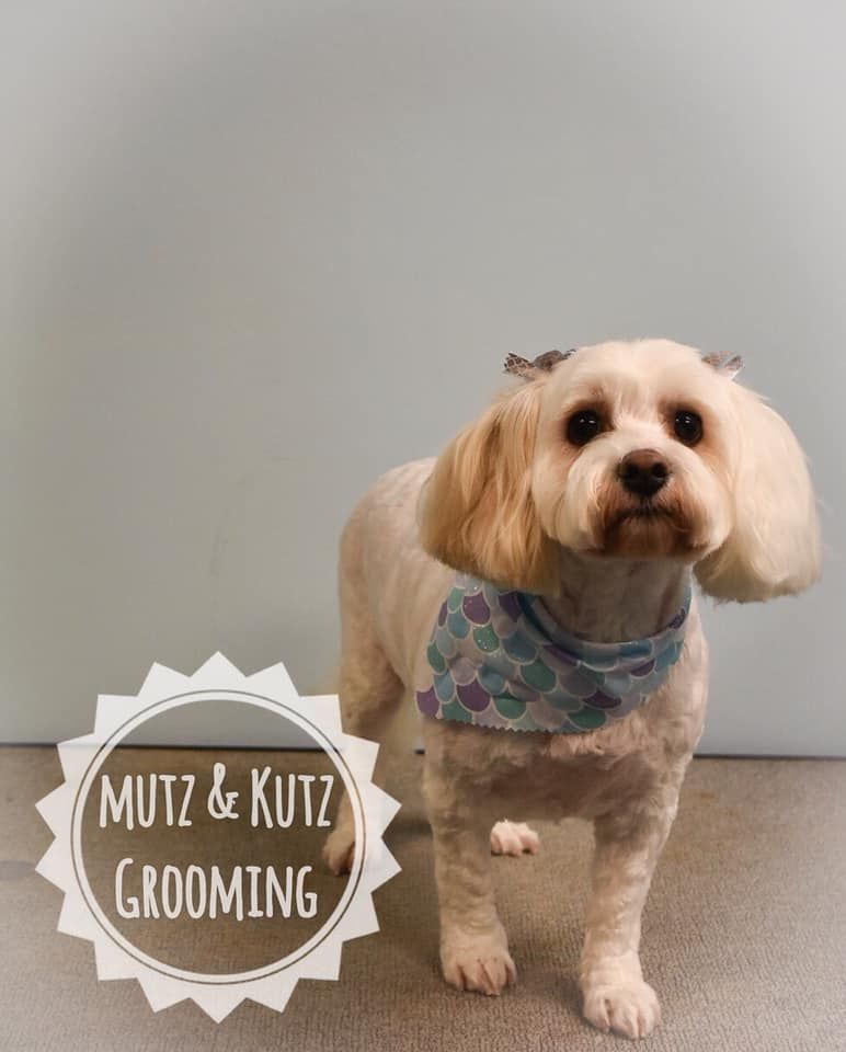 a small dog is standing in front of a sign that says mutz & kutz grooming