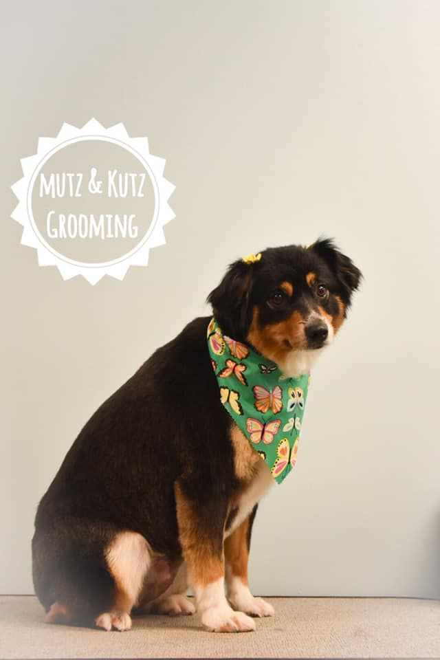 a dog wearing a green bandana is sitting on the floor