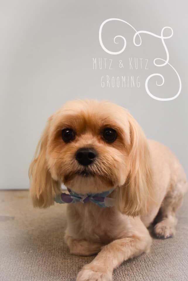 a small brown dog wearing a bow tie is laying on the floor