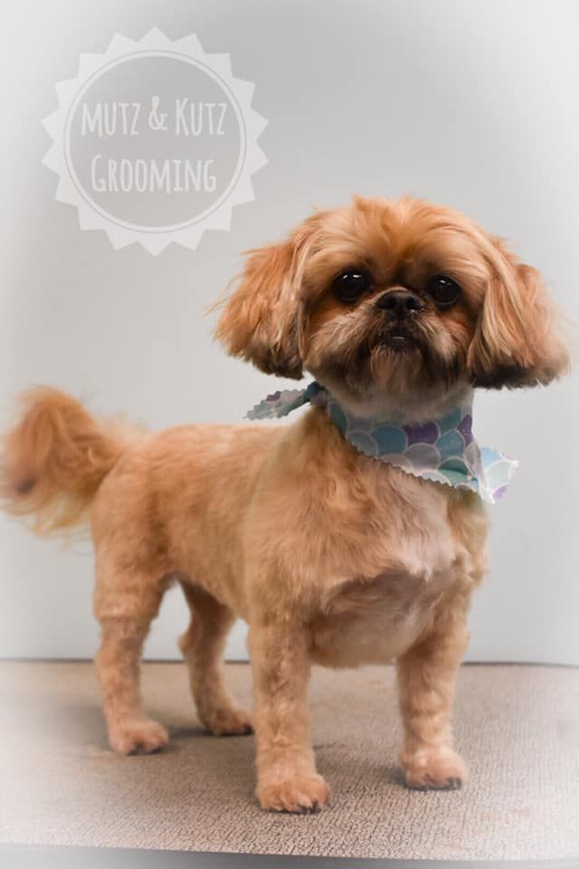 a small brown dog with a bandana around its neck is standing on a table