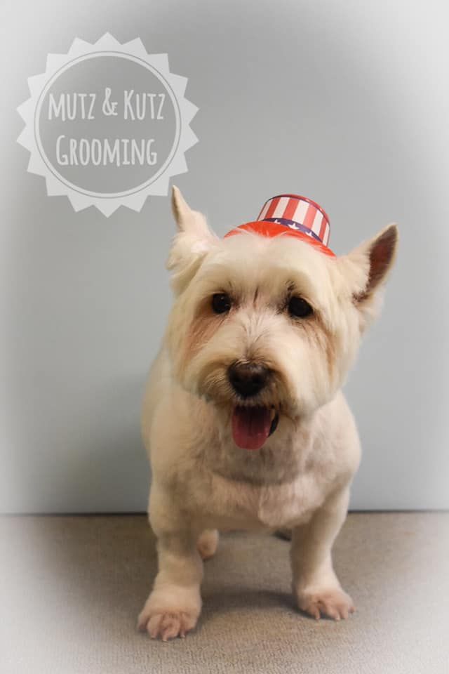 a small white dog wearing a red, white and blue hat