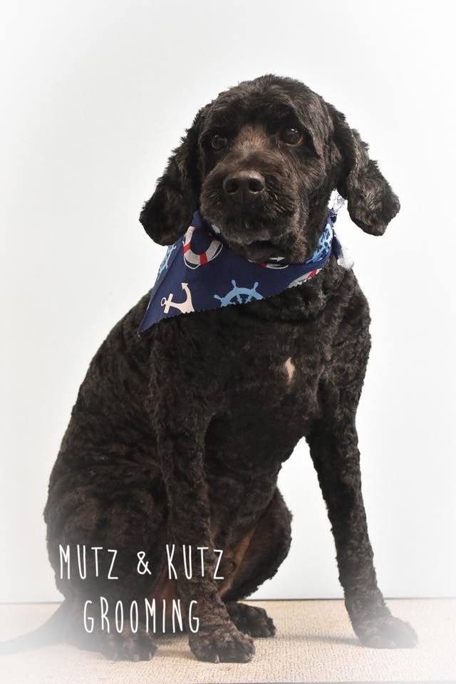 a black dog wearing a blue bandana with anchors on it