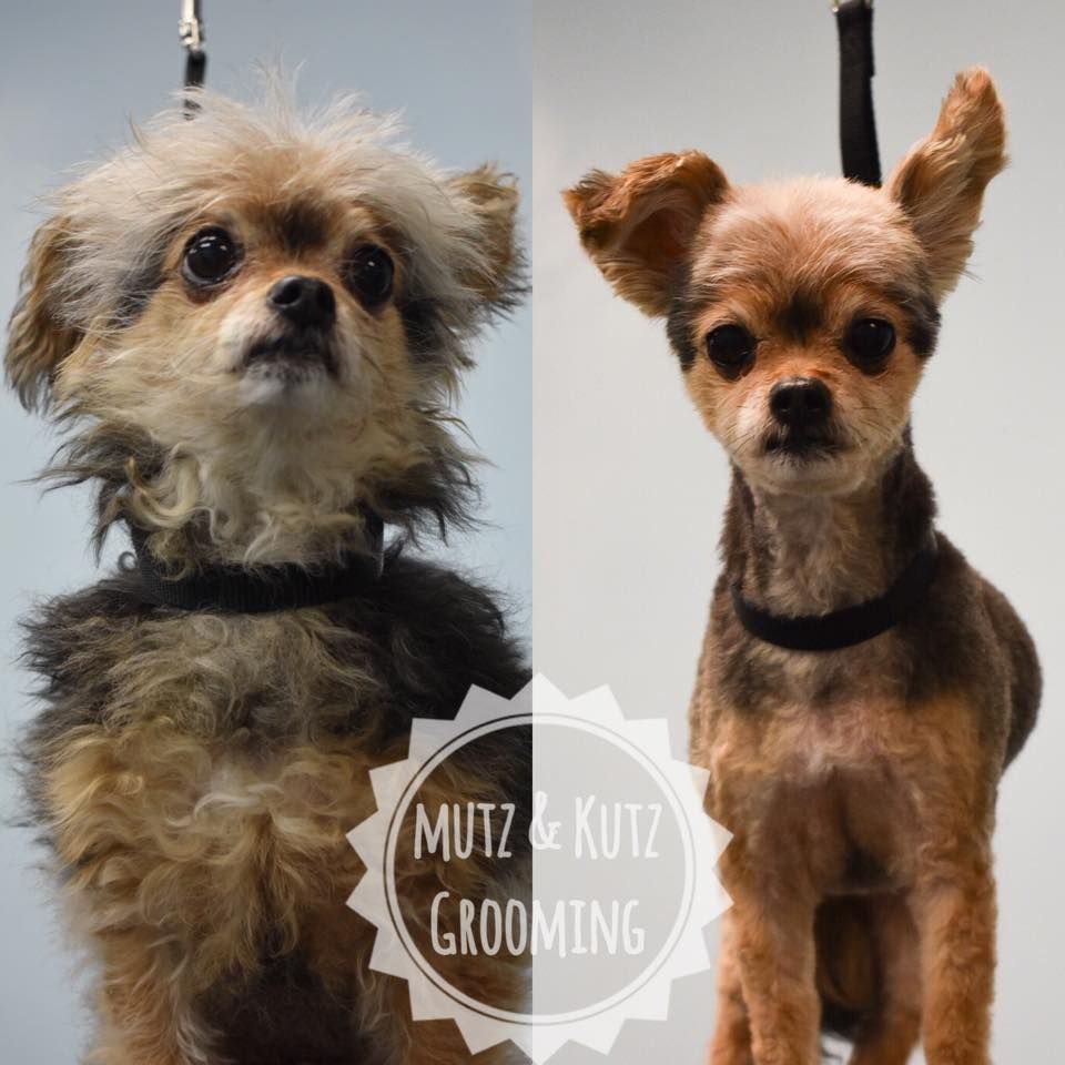 a picture of a dog before and after being groomed by mutz & kutz grooming