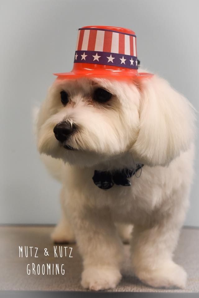 a small white dog wearing an uncle sam hat