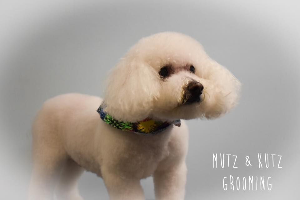 a small white dog with a collar is standing on a gray background