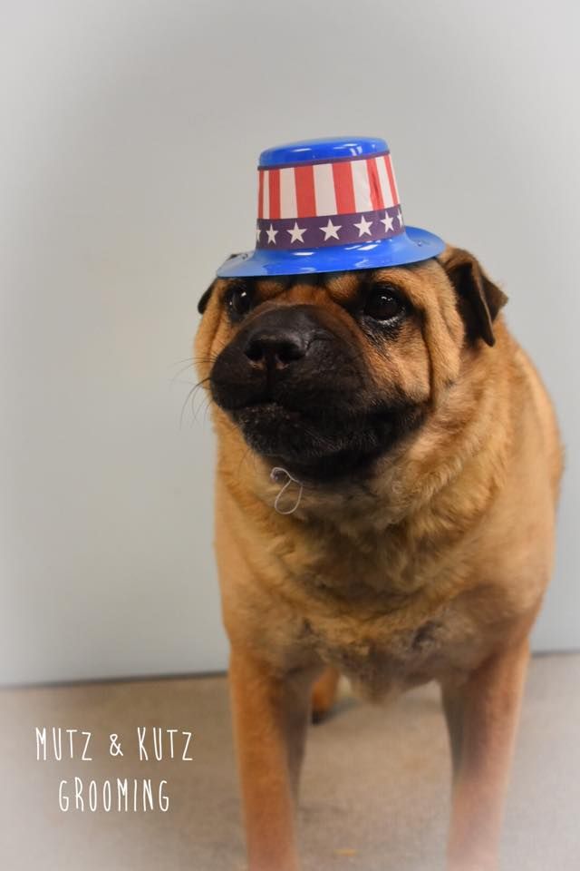 a brown dog wearing a red white and blue top hat
