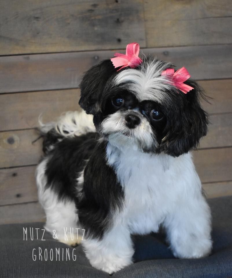 a black and white dog with two pink bows in its hair