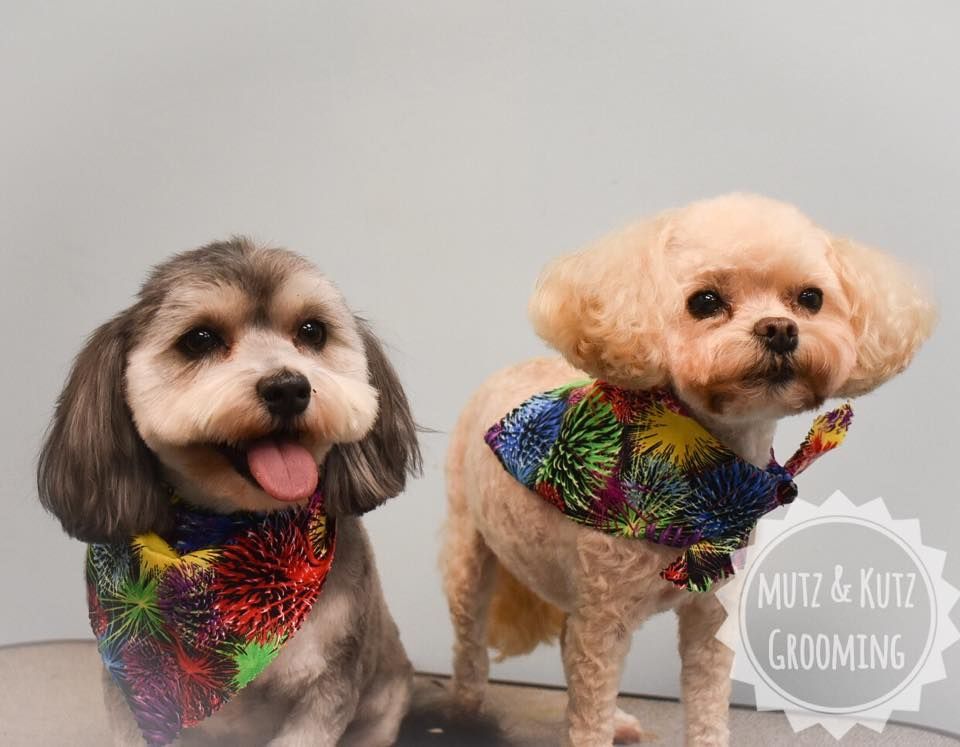 two small dogs wearing bandanas are sitting next to each other on a table