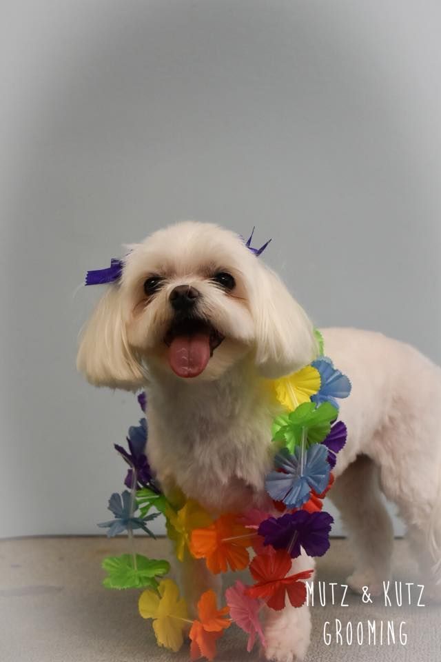 a small white dog is wearing a lei around its neck .