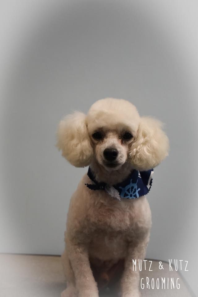 a small white poodle wearing a blue and white scarf