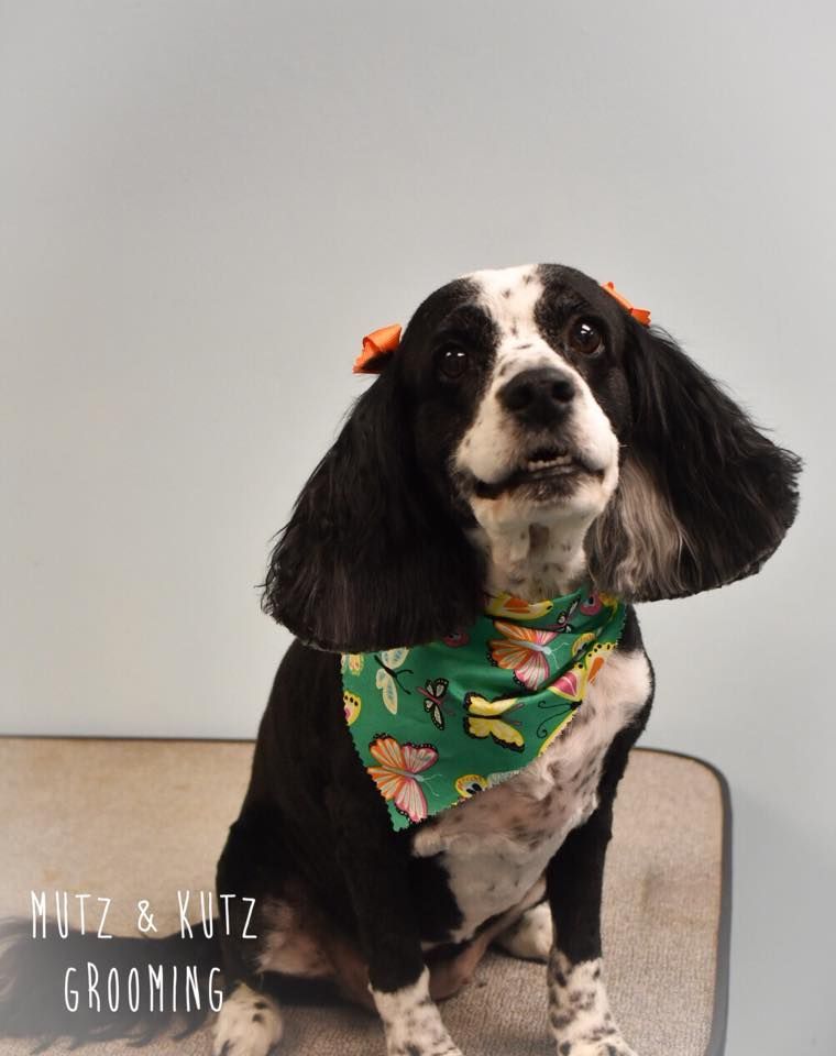 a cocker spaniel wearing a green bandana is sitting on a table