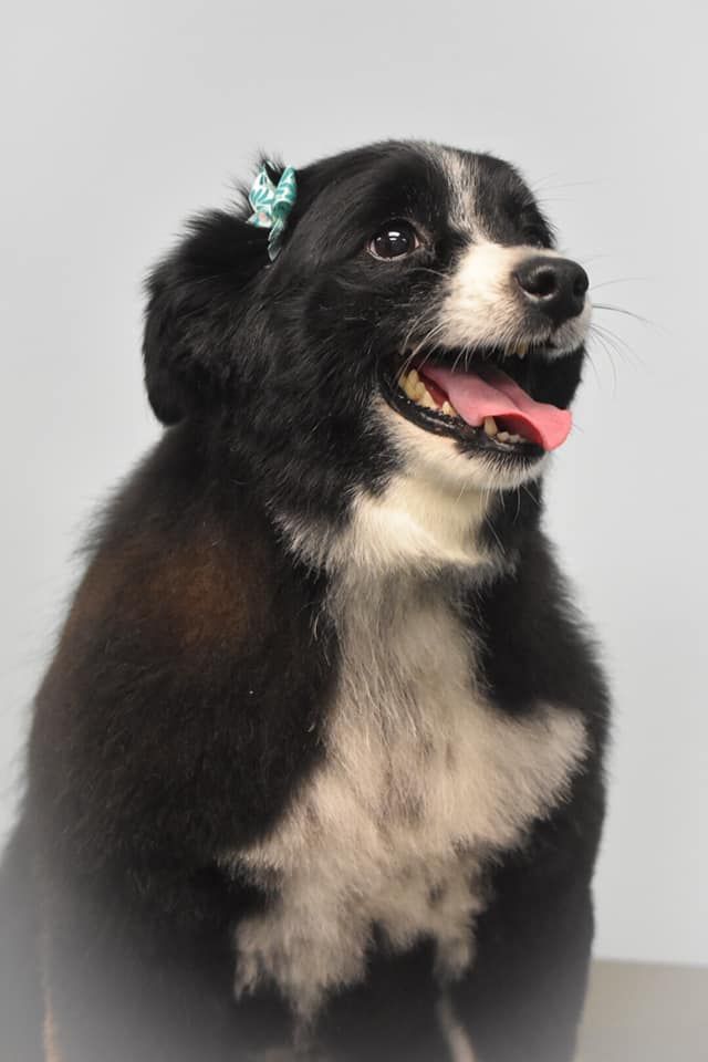 a black and white dog with a bow on its head is sitting on a table