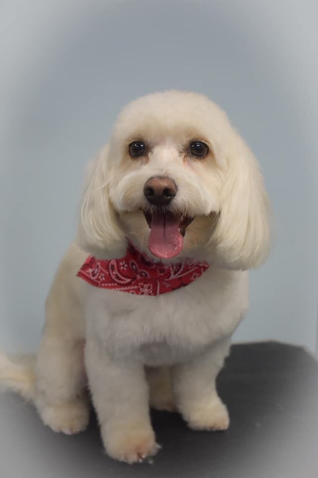 a small white dog with a red bandana around its neck is sitting on a table