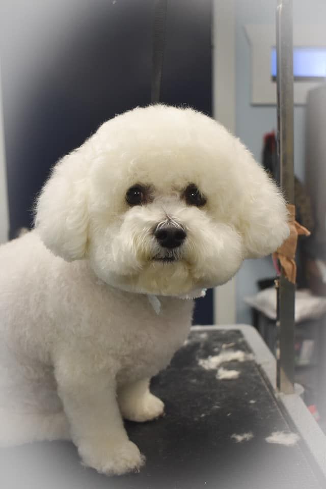 a small white dog is sitting on a table and looking at the camera